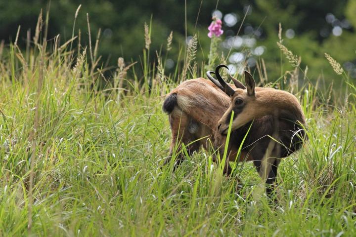 Kamzík horský (Rupicapra rupicapra)