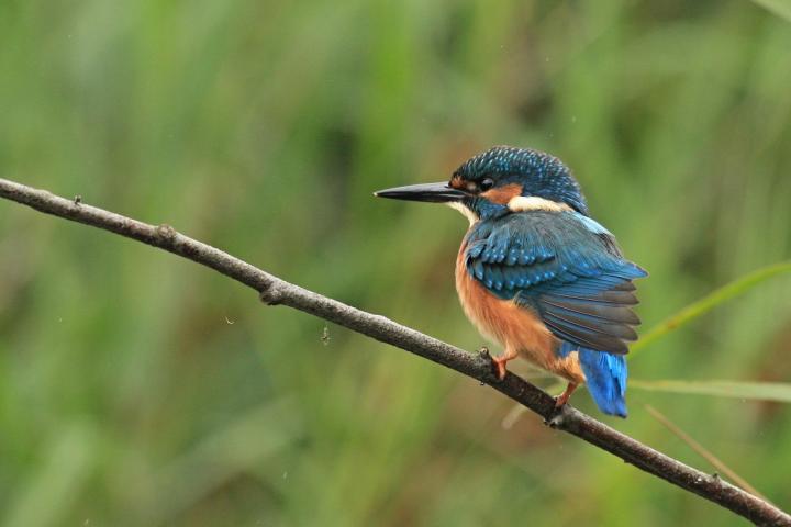 Ledňáček říční (Alcedo atthis)