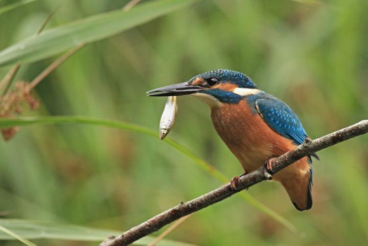 Ledňáček říční (Alcedo atthis)