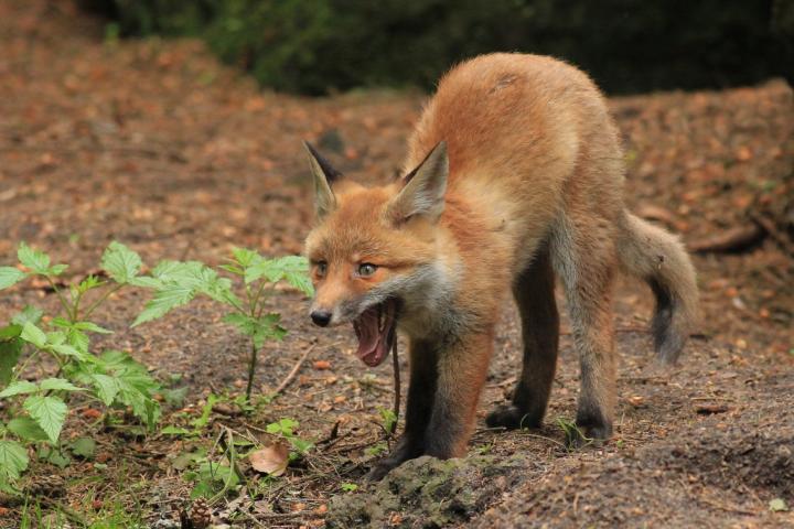  Liška obecná ( Vulpes Vulpes)