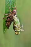 hmyz (insectum)