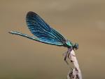 Motýlice obecná (Calopteryx virgo)