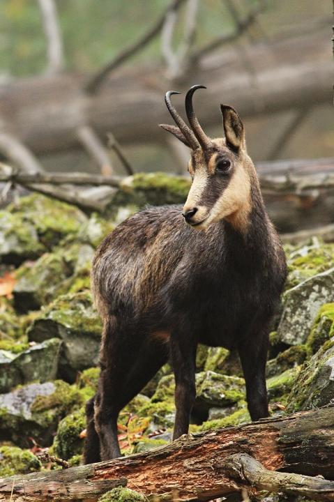 Kamzík horský (Rupicapra rupicapra)