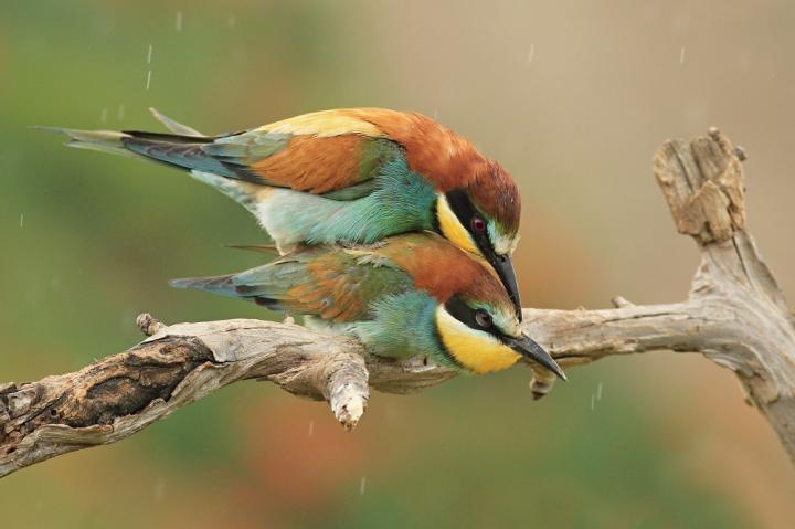 Vlha pestrá (Merops apiaster)