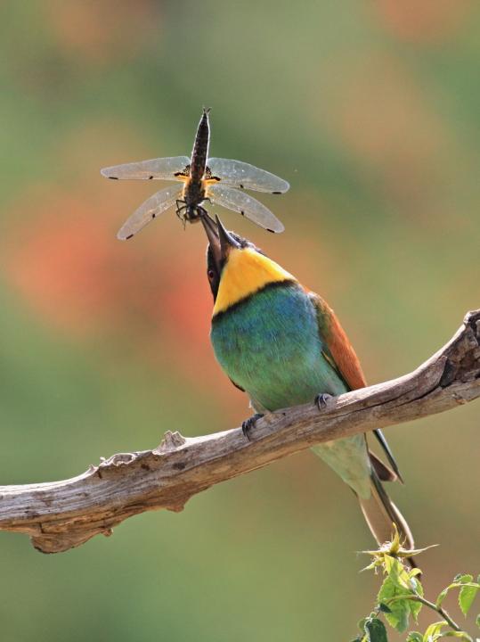 Vlha pestrá (Merops apiaster)