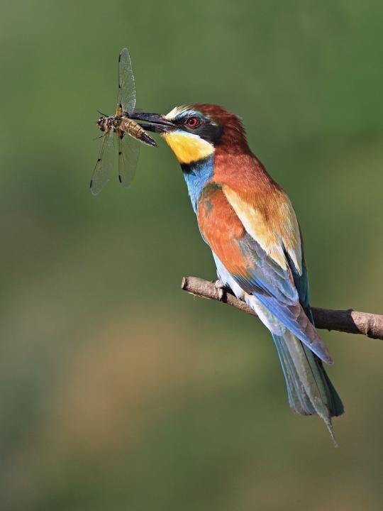 Vlha pestrá (Merops apiaster)