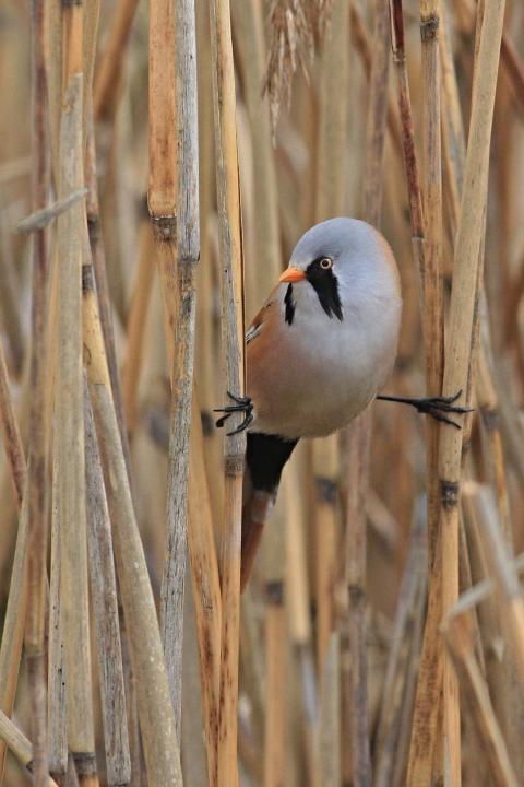 Sýkořice vousatá (Panurus biarmicus)