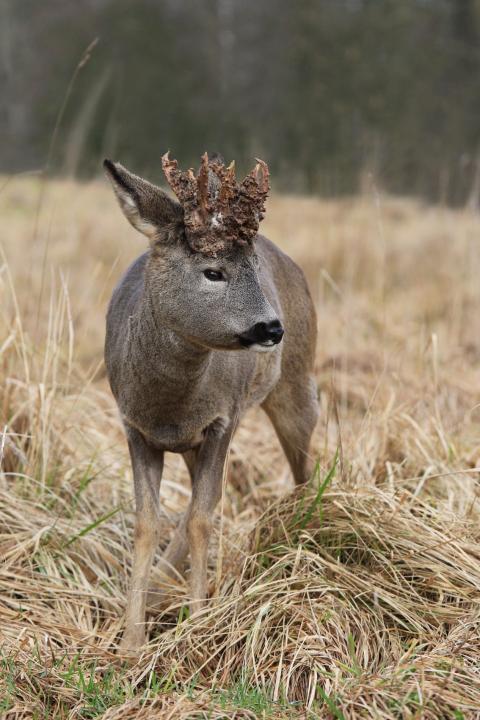  Srnec obecný ( Capreolus capreolus )