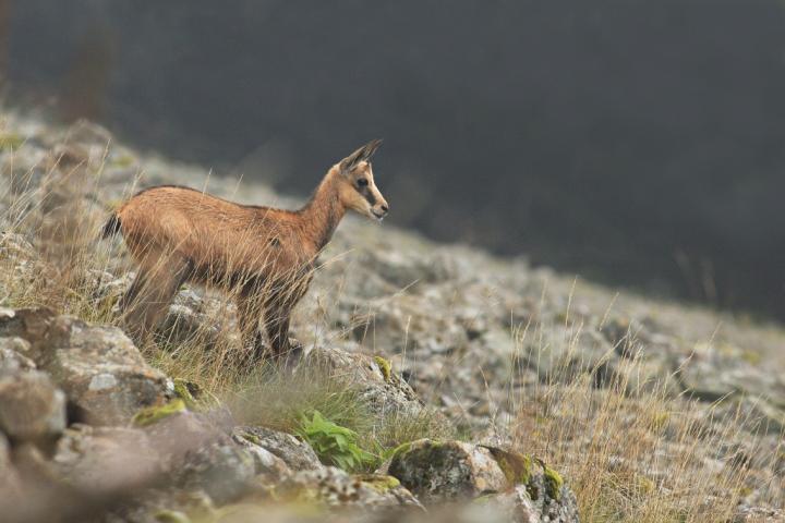 Kamzík horský (Rupicapra rupicapra)