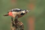 Great Spotted Woodpecker (Dendrocopos major)