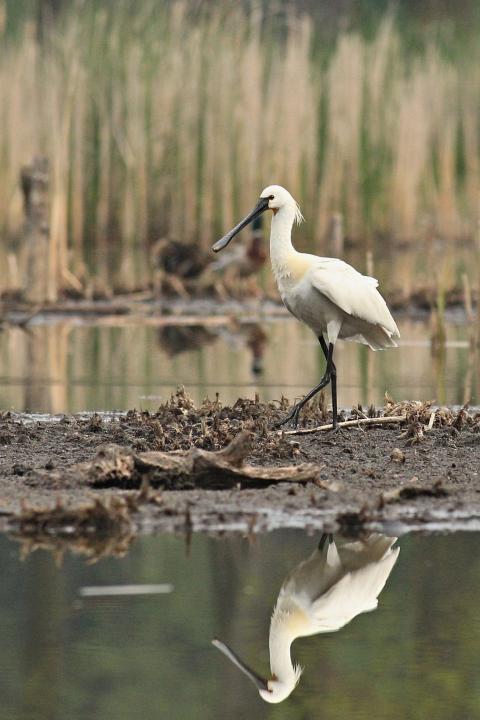 Kolpík bílý (Platalea leucorodia)