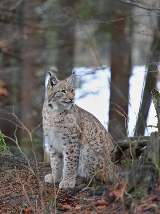 Rys ostrovid (Lynx lynx)