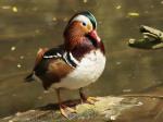 Mandarin (Aix galericulata)