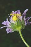 Common daisy (Communia primula)