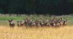 Red Deer (Cervus elaphus)