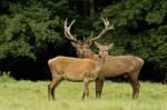 Red Deer (Cervus elaphus)