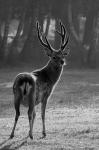 Sika deer (Cervus nippon nippon)