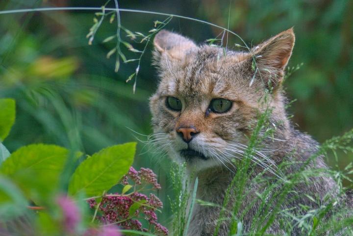 Kočka divoká (Felis silvestris)