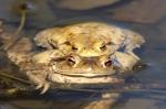 Common toad (Communia rubeta)