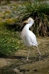 Cattle egret (Bubulcus ibis)