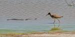 Redshank (Tringa totanus)