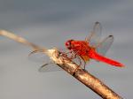 Broad Scarlet Darter (Crocothemis erythraea)