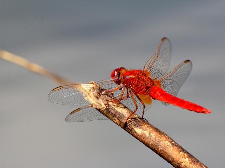 Vážka červená (Crocothemis erythraea)