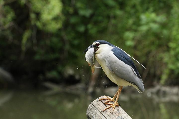  Kvakoš noční ( Nycticorax nycticorax)