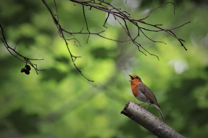 Červenka obecná (Erithacus rubecula)