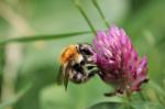 Čmelák rolní (Bombus pascuorum)