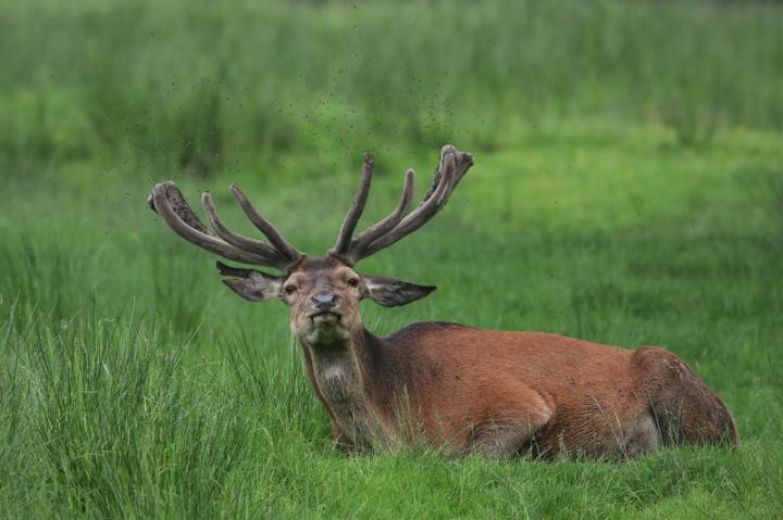 Jelen lesní (Cervus elaphus)