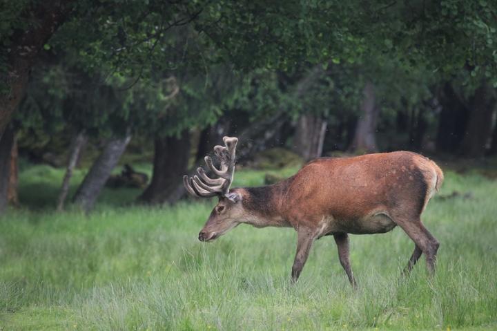 Jelen lesní (Cervus elaphus)