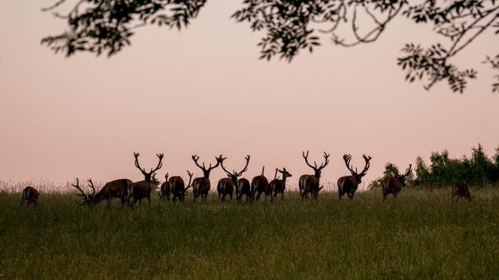 Jelen lesní (Cervus elaphus)