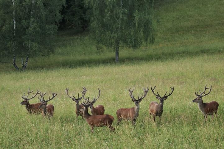 Jelen lesní (Cervus elaphus)