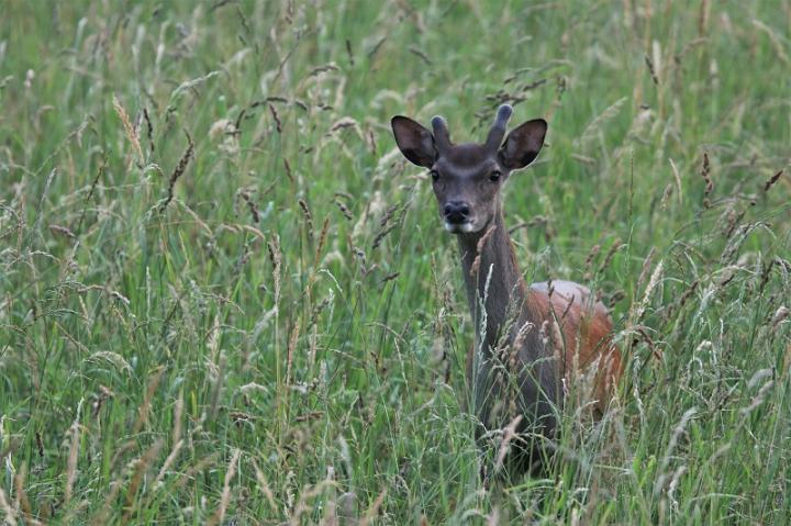 Jelen sika japonský (Cervus nippon nippon)