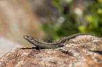 viviparous lizard (Zootoca vivipara)