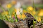 viviparous lizard (Zootoca vivipara)