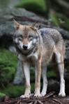 Grey wolf  (Canis lupus)