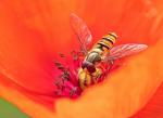 Hoverfly (Episyrphus balteatus)