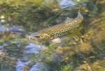 Brown trout (Salmo trutta)