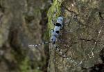 Tesařík alpský (Rosalia alpina)