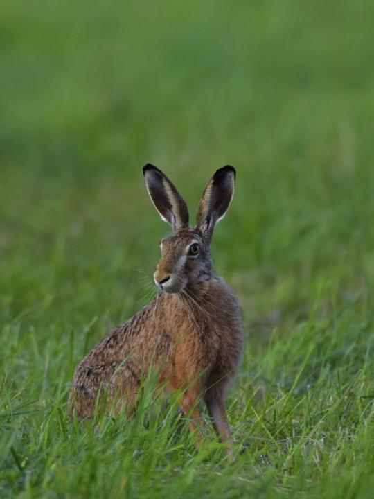 European Hare  (Lepus europaeus)