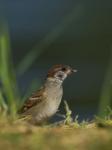 Eurasian Tree Sparrow (Passer montanus)