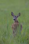  roe Deer ( Capreolus capreolus )
