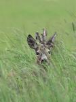  roe Deer ( Capreolus capreolus )