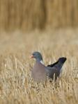 Holub hřivnáč (Columba palumbus)