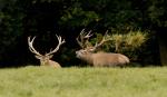 Jelen lesní (Cervus elaphus)