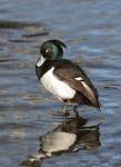 Tufted duck (Aythya fuligula)