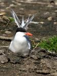 Common tern (Sterna hirundo)