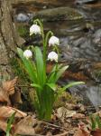 Bledule jarní (Leucojum vernum)